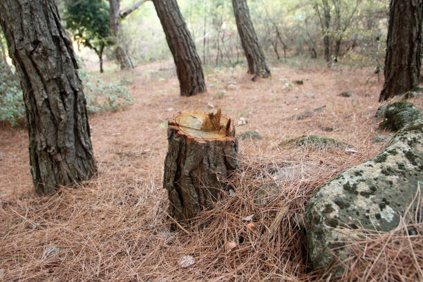 Best Emergency Tree Removal  in Wakefield, KS