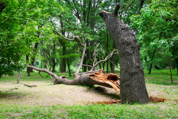 Tree and Shrub Care in Wakefield, KS