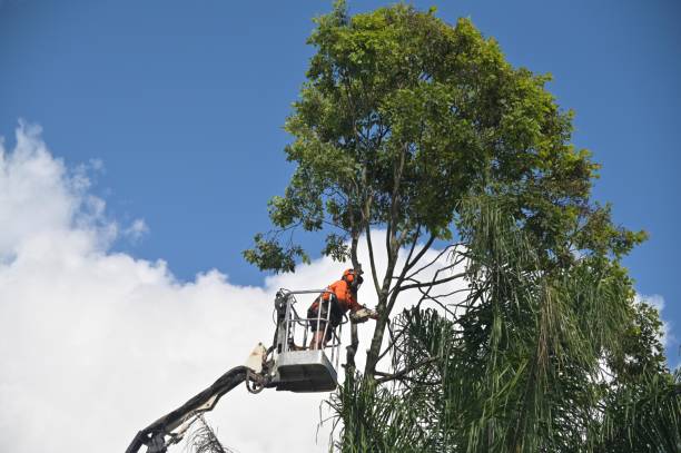 How Our Tree Care Process Works  in  Wakefield, KS